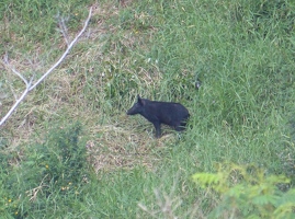 Feral pig